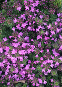 Thymus doerfleri Bressingham'